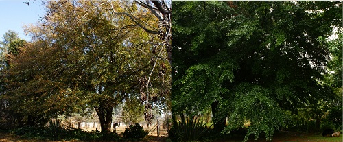 Water oak, or <i>Quercus nigra</i>