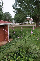 Dierama igneum