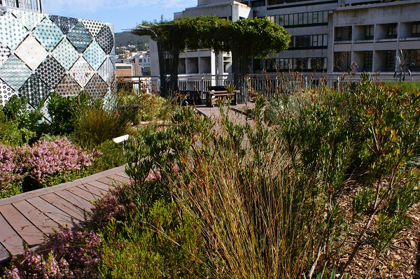 DEADP roof garden - flowering buchu