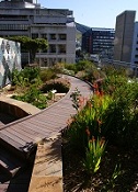 DEADP roof garden