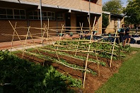 Du Preez van Wyk vegetable garden