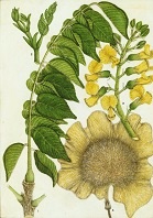 <i>Pterocarpus angolensis</i> by Olive Coates Palgrave