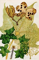 <i>Sterculia quinqueloba</i> by Olive Coates Palgrave