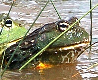 Brulpadda, Giant bullfrog