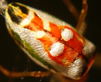 Beautiful spider
